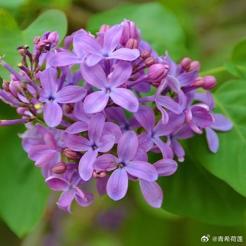 色五月丁香五月综合五月4438:03-13-18-31-48-49D：37,色五月丁香五月综合五月，探索与赏析（关键词，色五月丁香五月综合五月4438:03-13-18-31-48-49D，37）