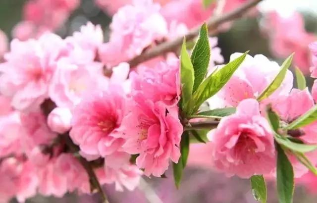 国产成A人亚洲精品无码樱花:03-04-05-40-42-48V:46,国产成A人亚洲精品无码樱花,探索与赏析