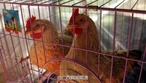 人禽杂交18禁网站免费:01-08-10-23-44-49B:14,关于网络内容与道德伦理的探讨——以人禽杂交等关键词为例