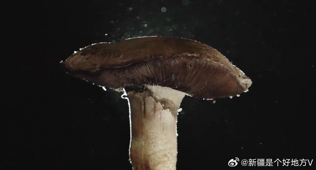 国精产品无人区一码二码三蘑菇:02-10-13-14-21-43F：34,国精产品无人区一码二码三蘑菇，探索未知领域的独特魅力与无限可能