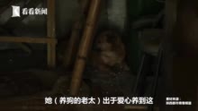 国语对白老太老头牲交视频:05-18-19-27-33-48L：22,国语对白老太与老头牲交视频，深度探讨与反思