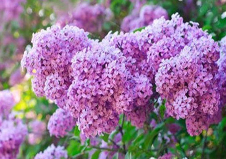 亚洲丁香婷婷综合久久:15-21-23-25-26-31K:39,亚洲丁香婷婷综合探索之旅,深度解析与独特体验(关键词,久久)