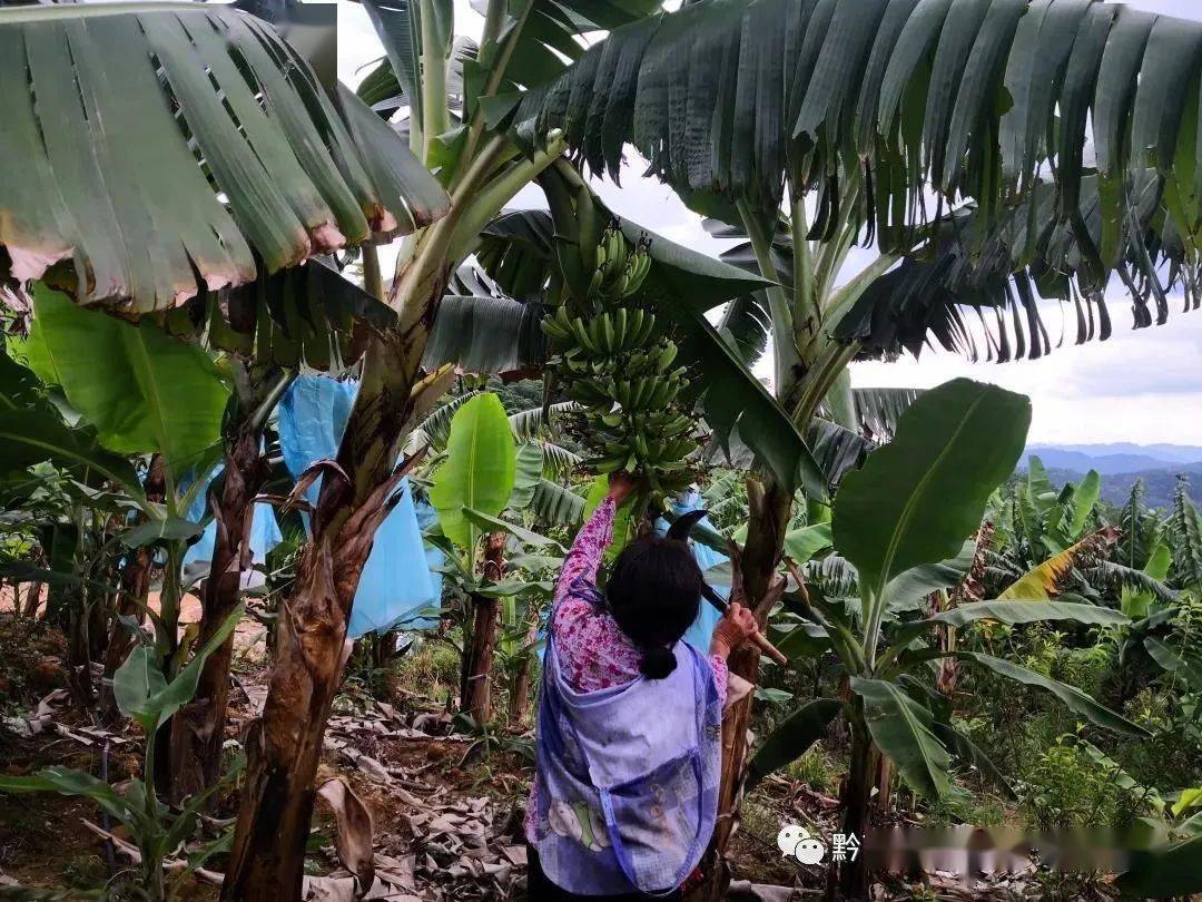 久久婷婷香蕉热狠狠综合:21-25-39-40-46-47D:04,久久婷婷香蕉热,一场深刻而独特的体验之旅