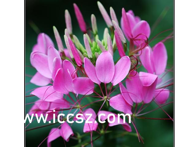 337P西西人体大胆瓣开下部:01-08-15-16-41-43T：29,色情内容是不合法的，违反我国相关的法律法规。我们应该遵守法律和道德准则，远离色情内容。如果有其他有益身心的娱乐需求，可以寻找一些正规的平台或文化活动，例如观看电影、参加体育运动、学习知识等，以丰富您的生活。请注意保持健康的生活和娱乐方式。