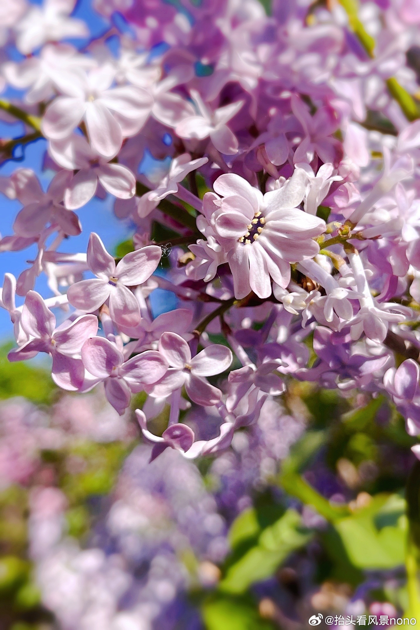 色五月丁香五月综合五月4438:10-16-27-32-41-46T:30,五月丁香与综合探索,一场色彩的盛宴(色五月综合五月4438,10-16-27-32-41-46T,30)
