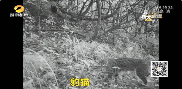 亚洲精品国偷自产在线99正片:25-28-39-41-44-45H：14,亚洲精品国，本土生产与创新实力的展现