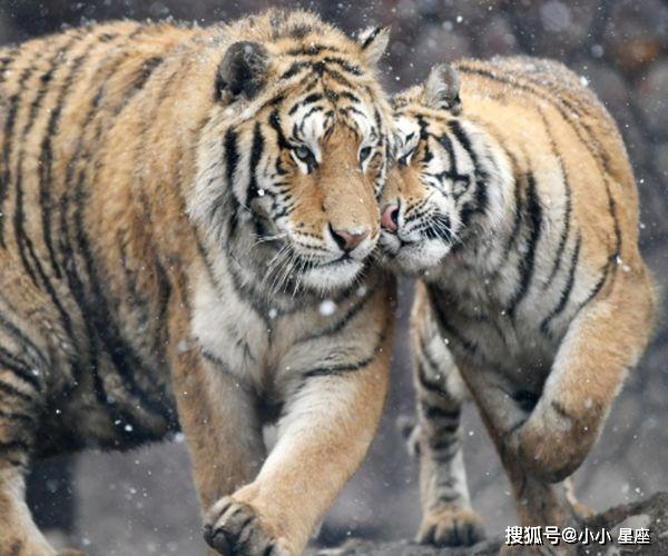 四虎永久在线精品免费A:04-06-09-23-27-38N：47,四虎永久在线精品免费，探索优质内容的无尽魅力与共享价值