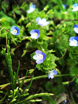 野花社区www在线观看:07-10-13-14-18-20C：41,野花社区www在线观看，一场文化与自然的交融盛宴