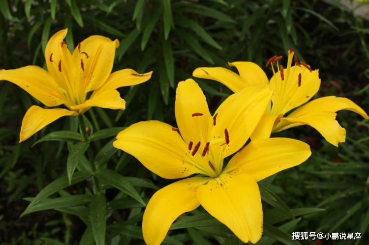 蜜臀久久久久久999草草:05-10-12-20-34-45S：17,蜜臀久久久久久，探索一种文化现象下的情感表达与身体美学