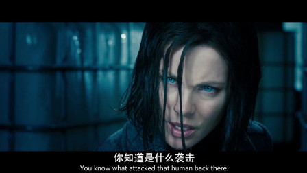 欧美a级毛欧美1级a大片免费播放:21-22-28-42-45-49Y：08,欧美A级大片与免费播放时代的探索，一场视觉盛宴的变迁