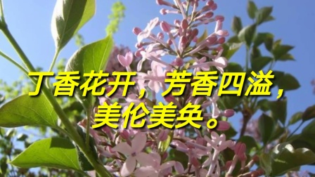 婷婷丁香六月激情综合在线人:14-20-21-25-38-46L：01,婷婷丁香六月激情综合在线的独特魅力