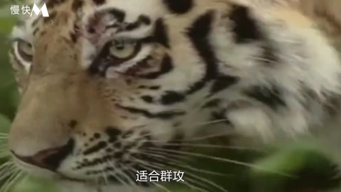 四虎成人欧美精品在永久在线:02-13-17-39-41-49T：02,关于四虎成人欧美精品永久在线的一些深度思考