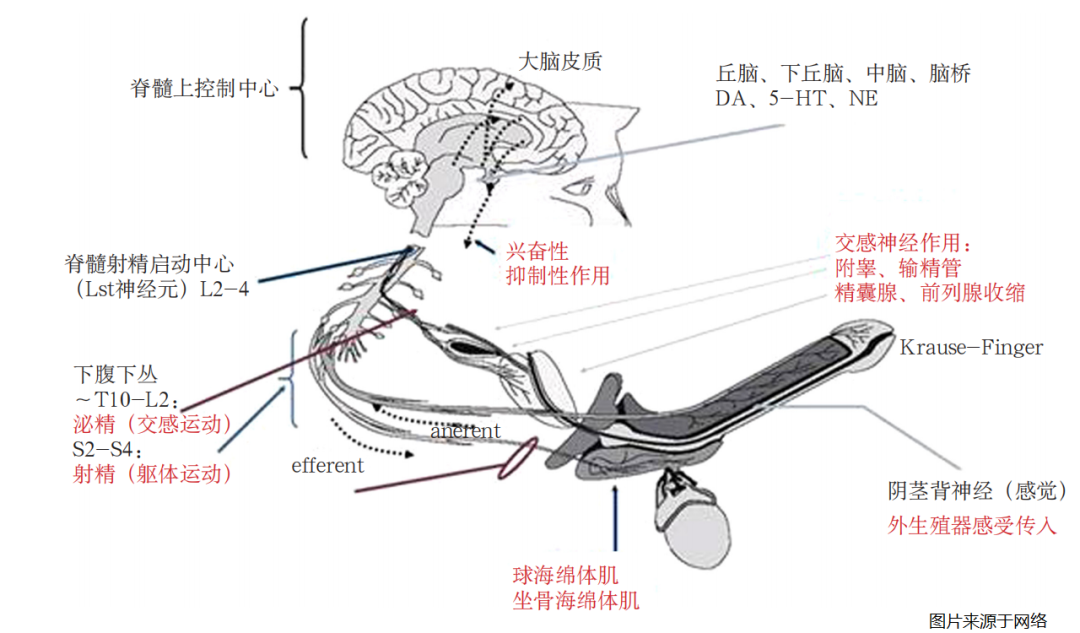 人体内射精一区二区三区:22-28-30-34-38-46A：02,关于人体射精区域及射精过程的探索，一区至六区深度解析与理解