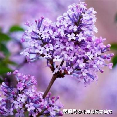国产精品久久婷婷六月丁香:07-10-13-14-18-20C：41,国产精品的绽放，久久婷婷与六月丁香的独特魅力